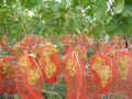 Защитные мешочки для гроздей винограда от ос, птиц, вредителей. 28Х40 см упаковка 2 000 шт.