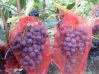 Защитные мешочки для гроздей винограда от ос, птиц, вредителей. 28Х40 см упаковка 1 000 шт.