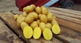 Картофель Гала 50шт (2,5-3кг)
