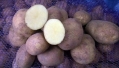 Картофель Венета 50шт (2,5-3кг)