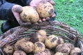 Картофель Венета 50шт (2,5-3кг)