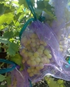 Защитные мешочки для гроздей винограда от ос, птиц, вредителей. 28Х40 см упаковка 1 шт.