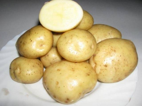 Картофель семенной, +картофель, +Венета, +Колобок,+Гала, +купить вБелгороде, +щорса 45д, +Магазин Теплицы, +семена - Картофель - Магазин\