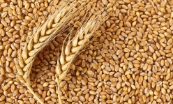 Пшеница 1кг